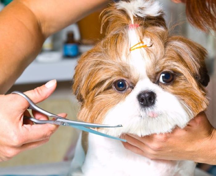 Regular and Time-Consuming Grooming