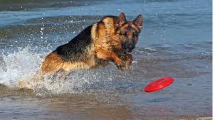 Effects of Inadequate Exercise in Dogs