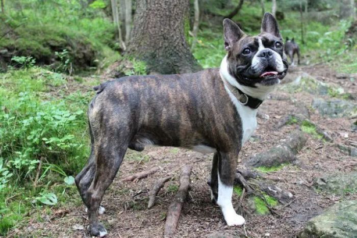 How Brindle Boston Terriers Gained Popularity