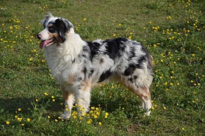 How Much Does a White Australian Shepherd Cost?