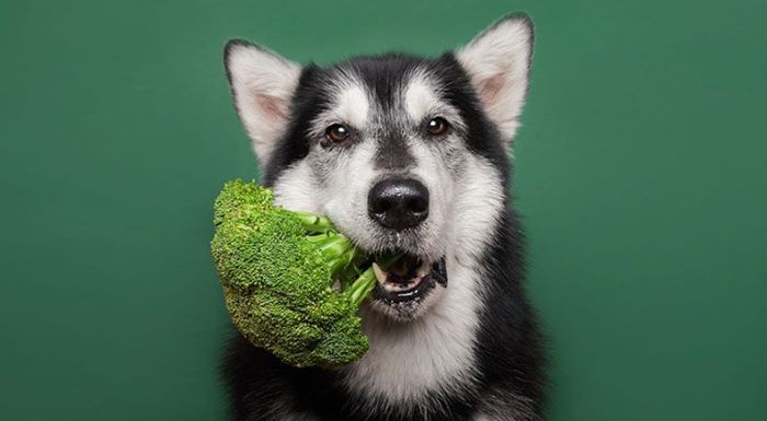 How Much Fiber Do Dogs Need?