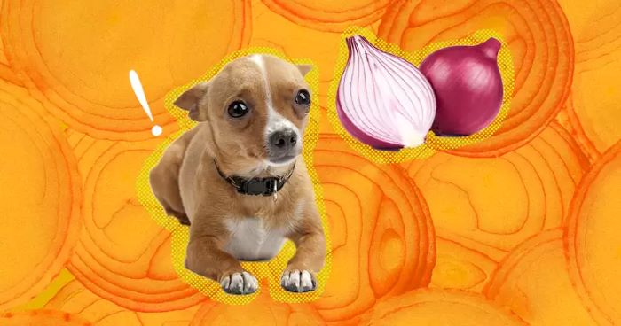 How long after eating onion will a dog get sick?