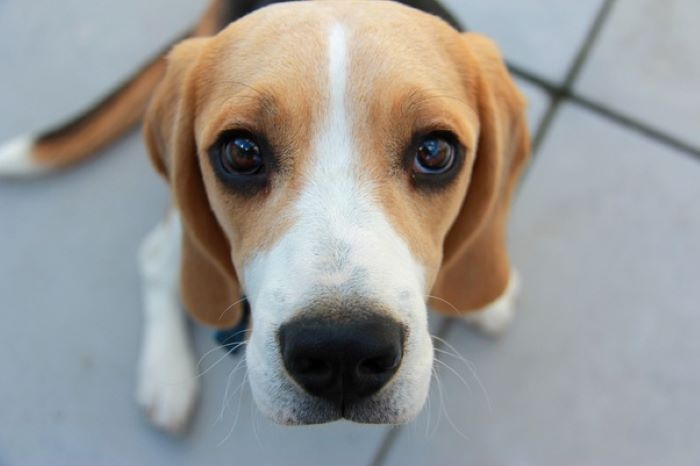 The following factors make difficult to own a Beagle