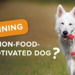 How To Train A Dog Not Motivated For Food