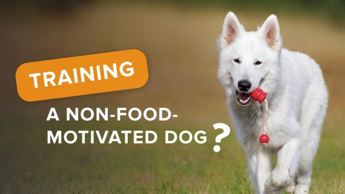 How To Train A Dog Not Motivated For Food