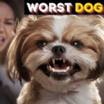 Why Shih Tzu Are The Worst Dog