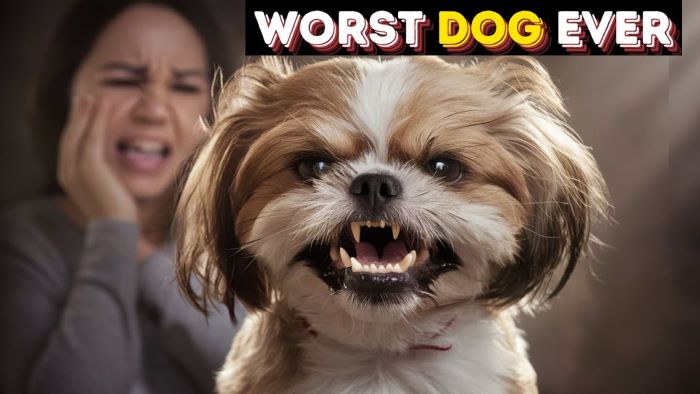 Why Shih Tzu Are The Worst Dog