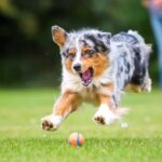 How Much Exercise Does A Dog Need Everyday