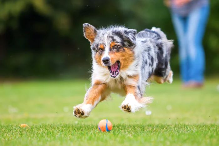 How Much Exercise Does A Dog Need Everyday