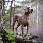 7 Tips for Raising a Well-Behaved Weimaraner