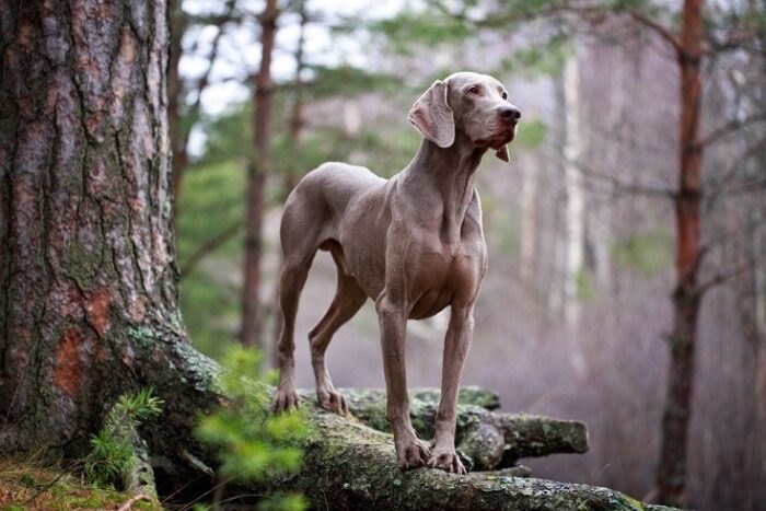 7 Tips for Raising a Well-Behaved Weimaraner