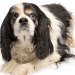 Cavalier King Charles Spaniel Heart Disease-Mitral Valve Disease