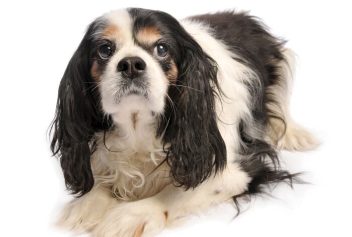 Cavalier King Charles Spaniel Heart Disease-Mitral Valve Disease