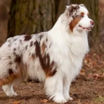 How to Train Your Australian Shepherd for Agility