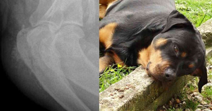 Rottweiler Osteosarcoma-Bone Cancer Symptoms and Treatment