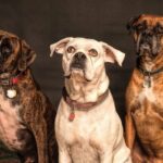 Best Dog Breeds Start With Z