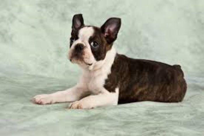 Brindle Boston Terrier- Facts, Origin & History