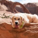 Dog Friendly Hiking Trails In Salt Lake City Ut