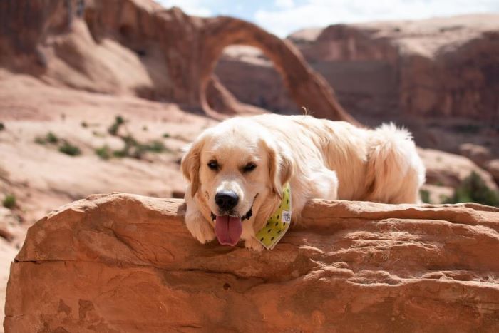 Dog Friendly Hiking Trails In Salt Lake City Ut