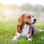 Great Sources of High Fiber for Dogs