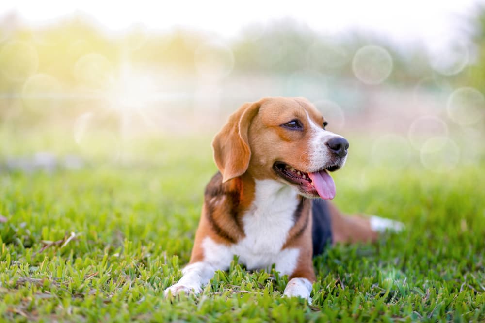 Great Sources of High Fiber for Dogs