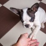 How can I stop My French Bulldog from licking its paws?