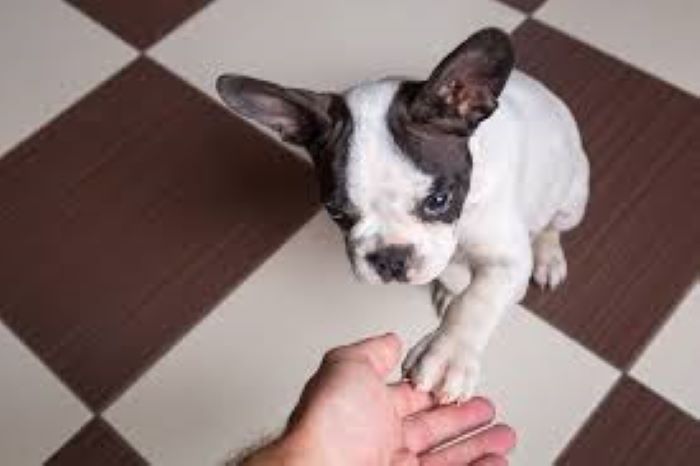 How can I stop My French Bulldog from licking its paws?