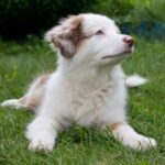 White Australian Shepherd: Info, Facts, History & Traits