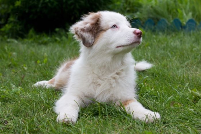 White Australian Shepherd: Info, Facts, History & Traits